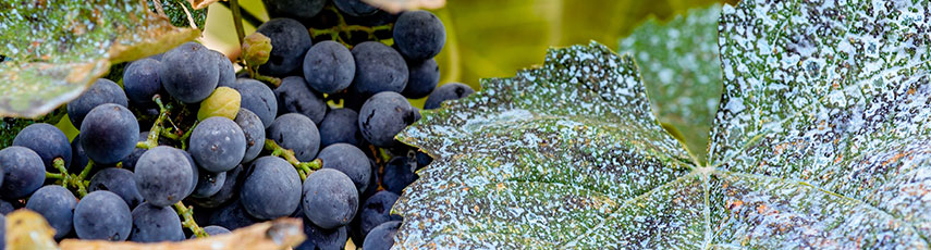 a vine and grapes