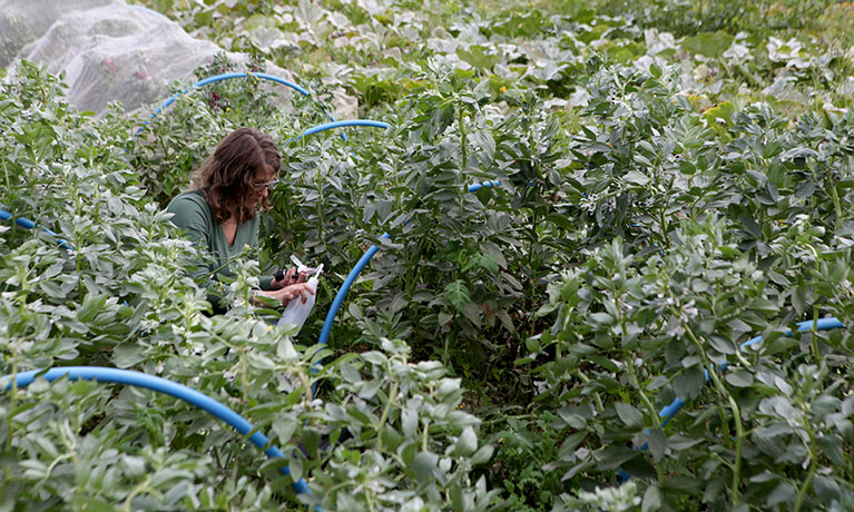 Female researcher observing plants in a field