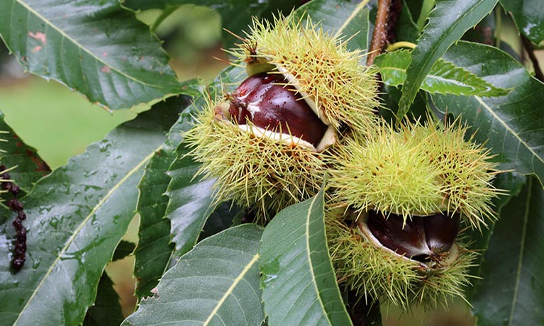 Coventry University calls on public to help protect sweet chestnut trees