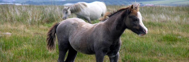 Welsh pony foal