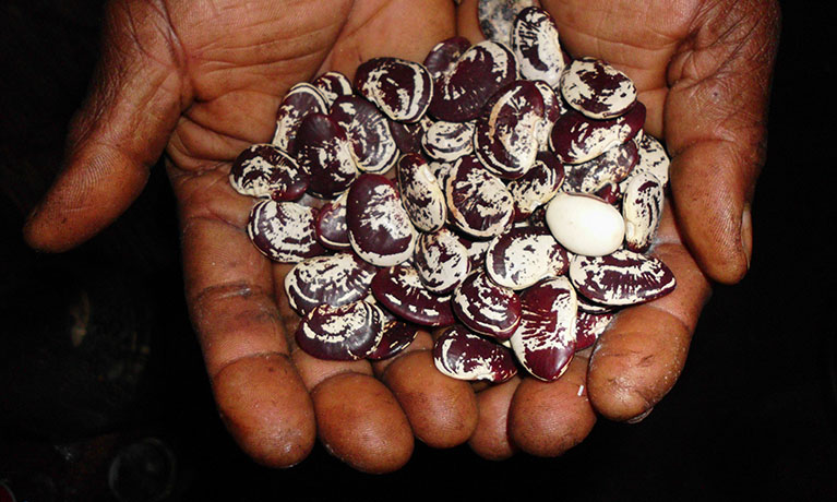 Hands holding a pile of beans