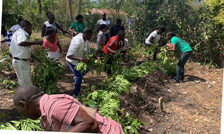 People picking food on a farm