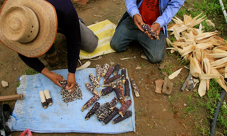 People shucking corn