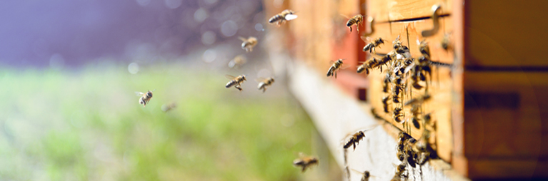 Bees entering a hive.