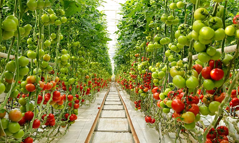 Pathway with vine tomatoes either side.