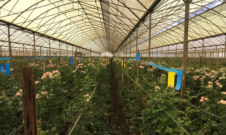 greenhouse in africa