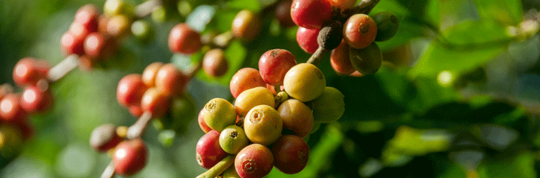 Examining Sustainability Risks in Indonesia-UK coffee supply chains