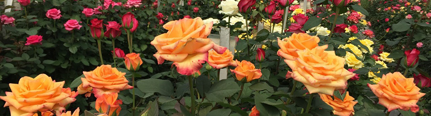 Orange roses in a greenhouse