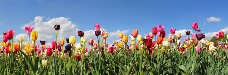 A colourful tulip field