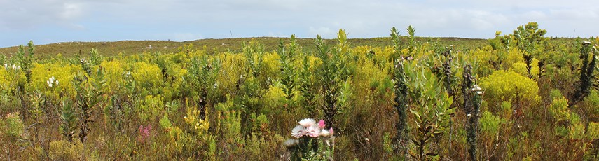 field with trees and flowers