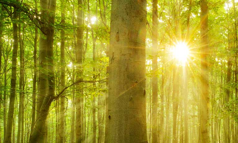 Sunbeam through trees in woodland space