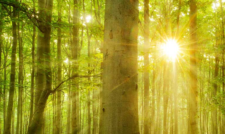 Sunbeam through trees in woodland space