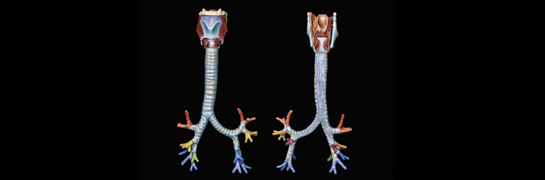 Air flow in human airways: validation techniques for modelling studies