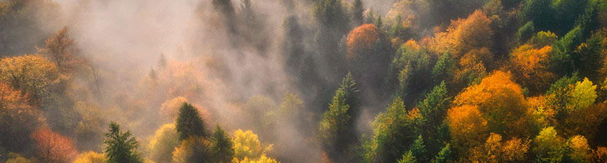 An aerial image of a misty forest treeline