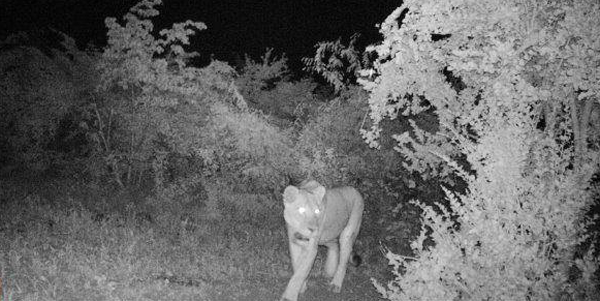 infrared image of a lioness