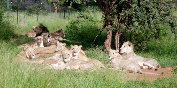pride of lions resting on grass