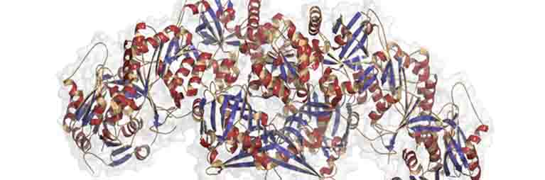 Protein diagram