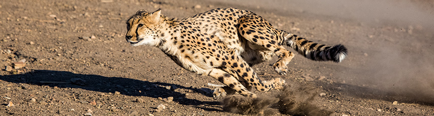 A cheetah running at high speed