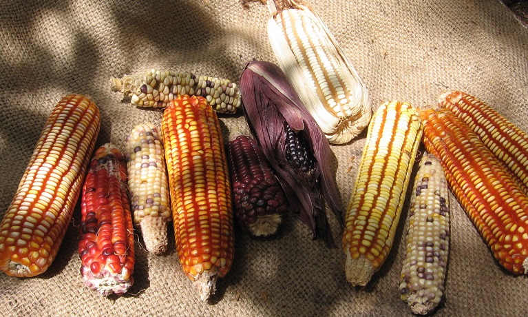 Struggles for Organic Sovereignties: Networking and Conventionalizing Diversity in Latvia and Costa Rica