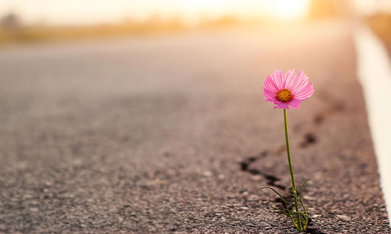 Pink flower growing out a crack in the road
