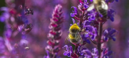 Read more about the Blooms for Bees project