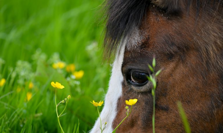 Close-up of a welsh pony in a field of buttercups.