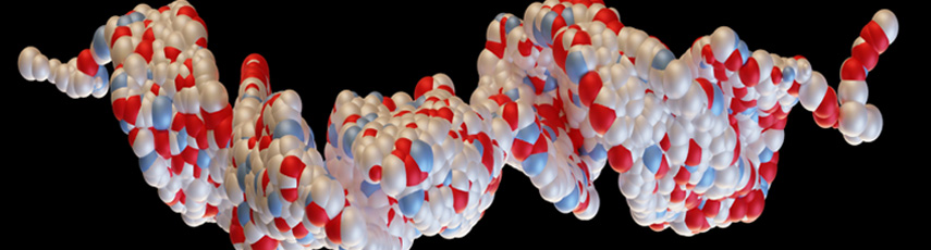 3D rendering of Glucagon-like peptide 1 (GLP1, 7-36)