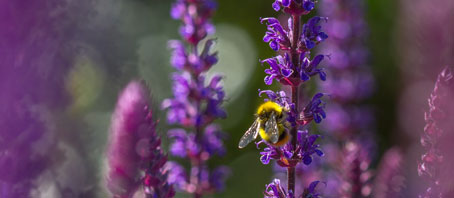 Blooms for Bees