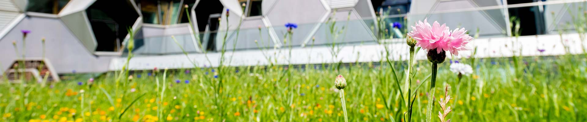 Grass outside the EEC building
