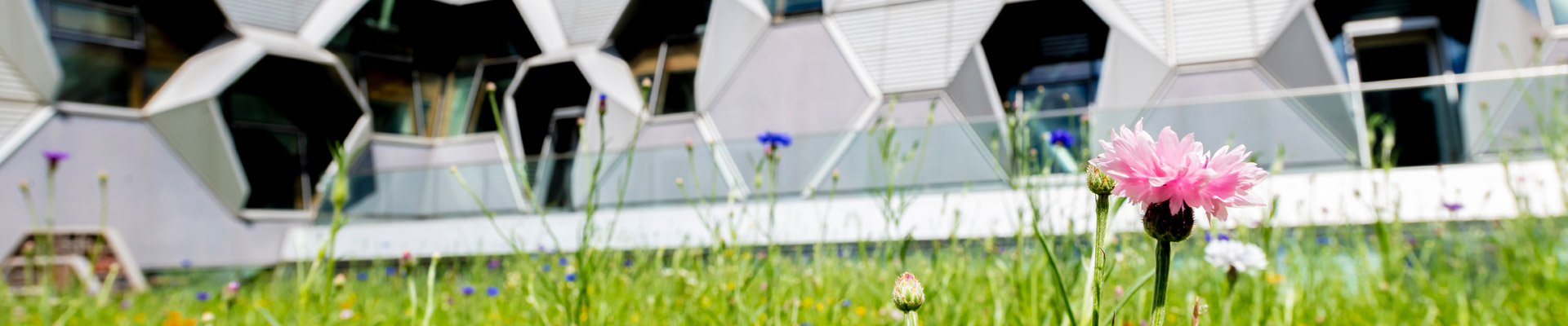 Wildflowers in front of the Coventry University engineering building.