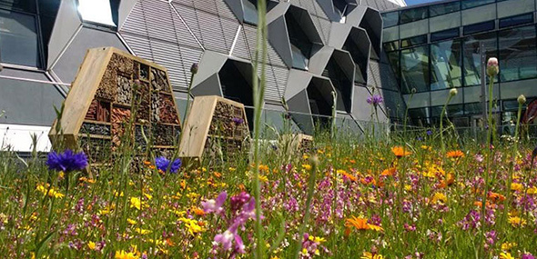 Wild flowers outside a campus building