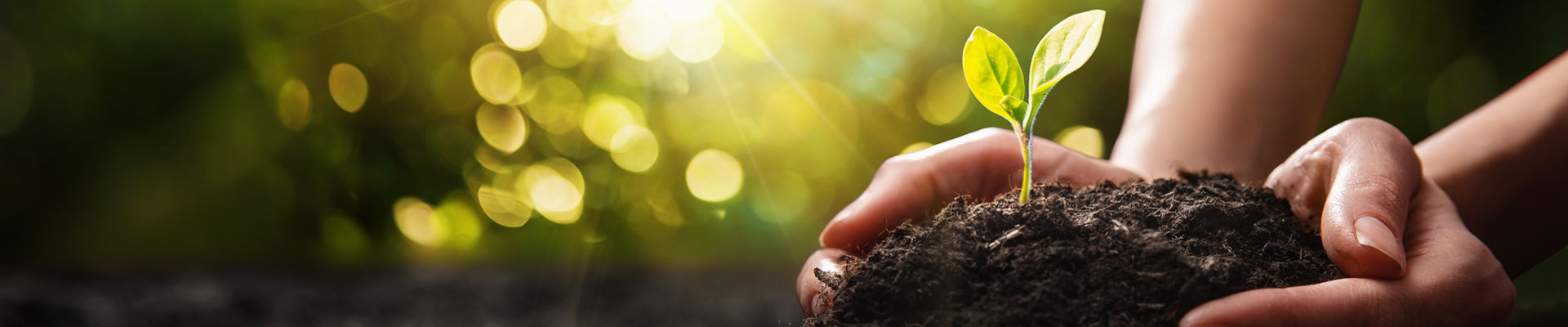 hands planting a small green plant in soil
