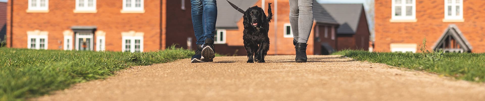 Couple walking the dog on a sunny autumn day