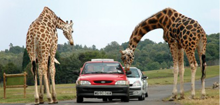 West Midlands Safari Park 767x368.jpg