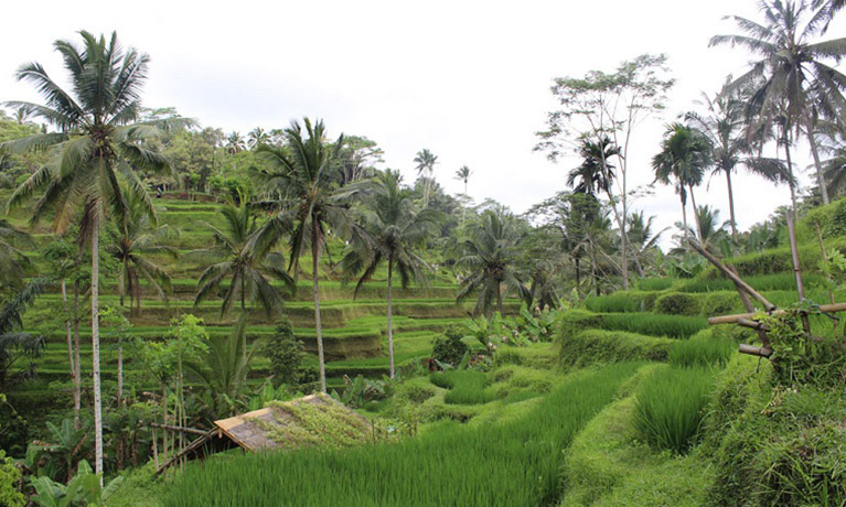 Bali
