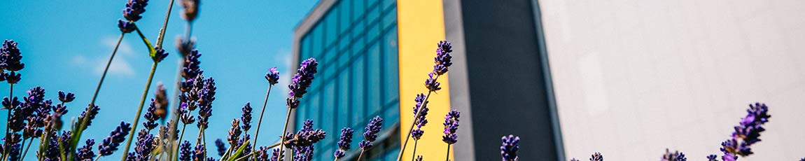 Exterior view of the CU Scarborough building with purple flowers in front