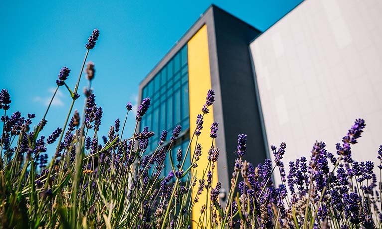 Exterior view of the CU Scarborough building with purple flowers