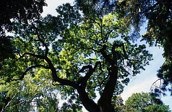 A tree canopy from below