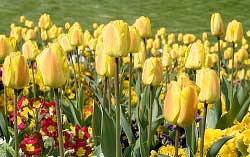 A close up of tulips and daffodils growing in a field