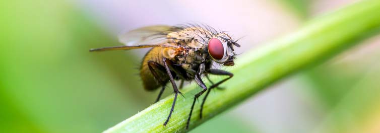 Study reveals key role of mRNA's fifth nucleotide in determining sex in fruit flies