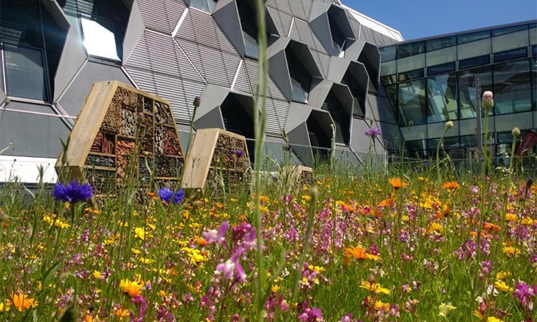 Wild flowers outside a university building in the sun