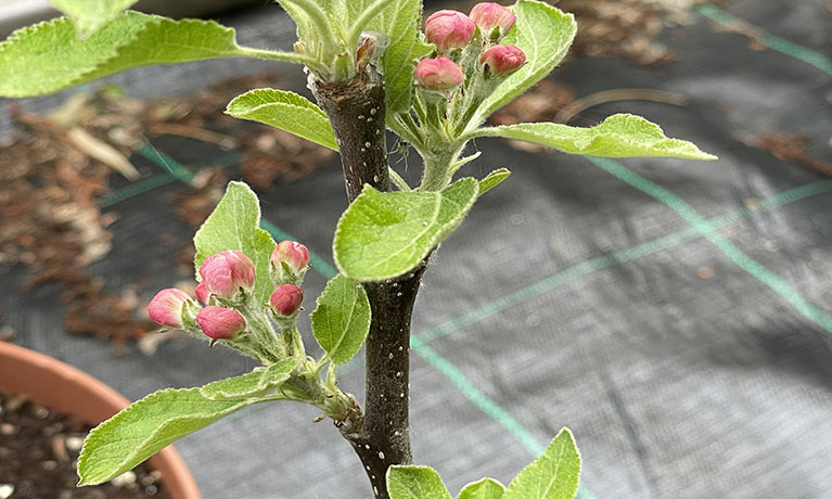 Apple trees blossoming in the community tree nursery