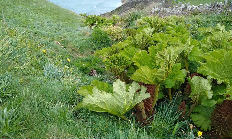 Giant Rhubarb