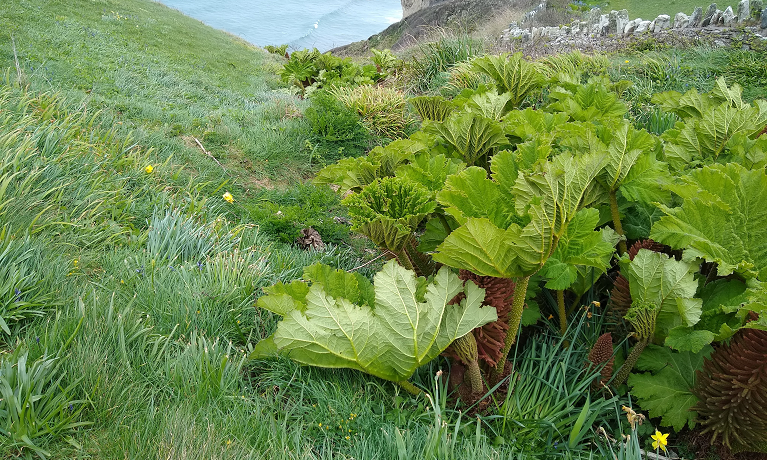 Giant Rhubarb