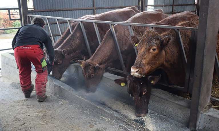 Farmer feeding  BIORICH to his cattle