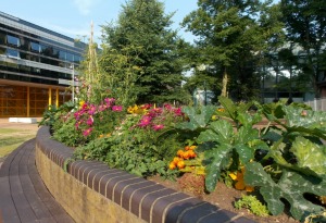 The Edible Campus at Coventry University