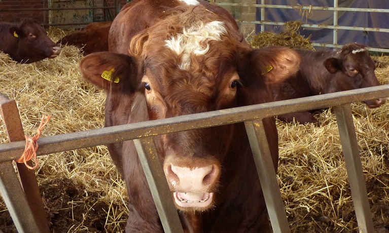 Cows trial biochar at a farm in Lincolnshire