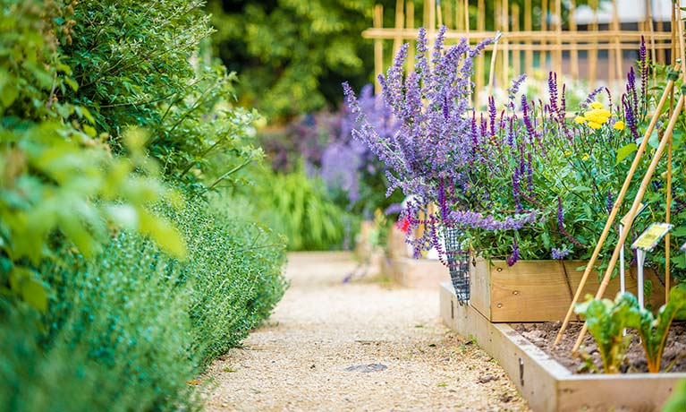 Raised beds with vibrant purple lavender flowers on a side and green herbs on the other