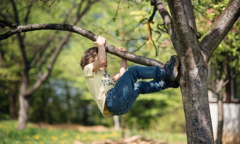 Picture of a boy climbing a tree