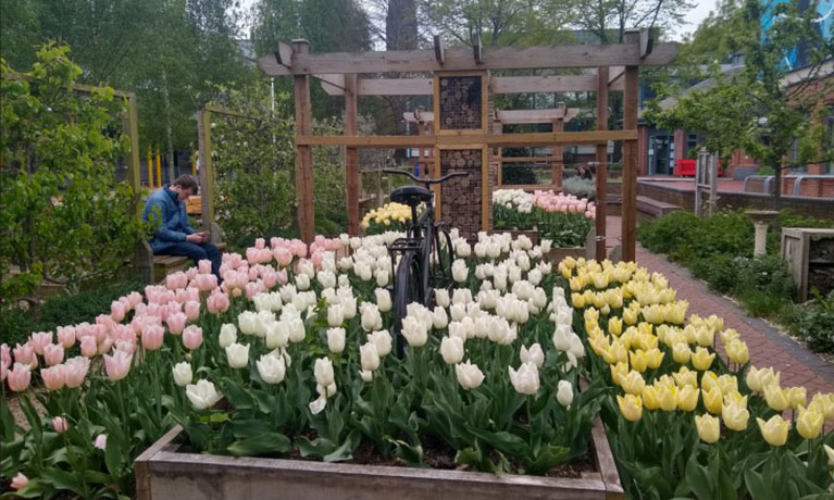 Coventry University's edible garden in spring